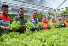 Hidroponik Sehati Kota Dumai