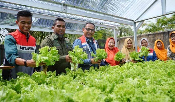 Hidroponik Sehati Kota Dumai Hidroponik Sehati Kota Dumai