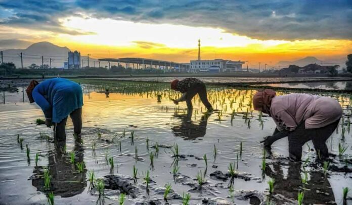 Di Sektor Pertanian Di Sektor Pertanian